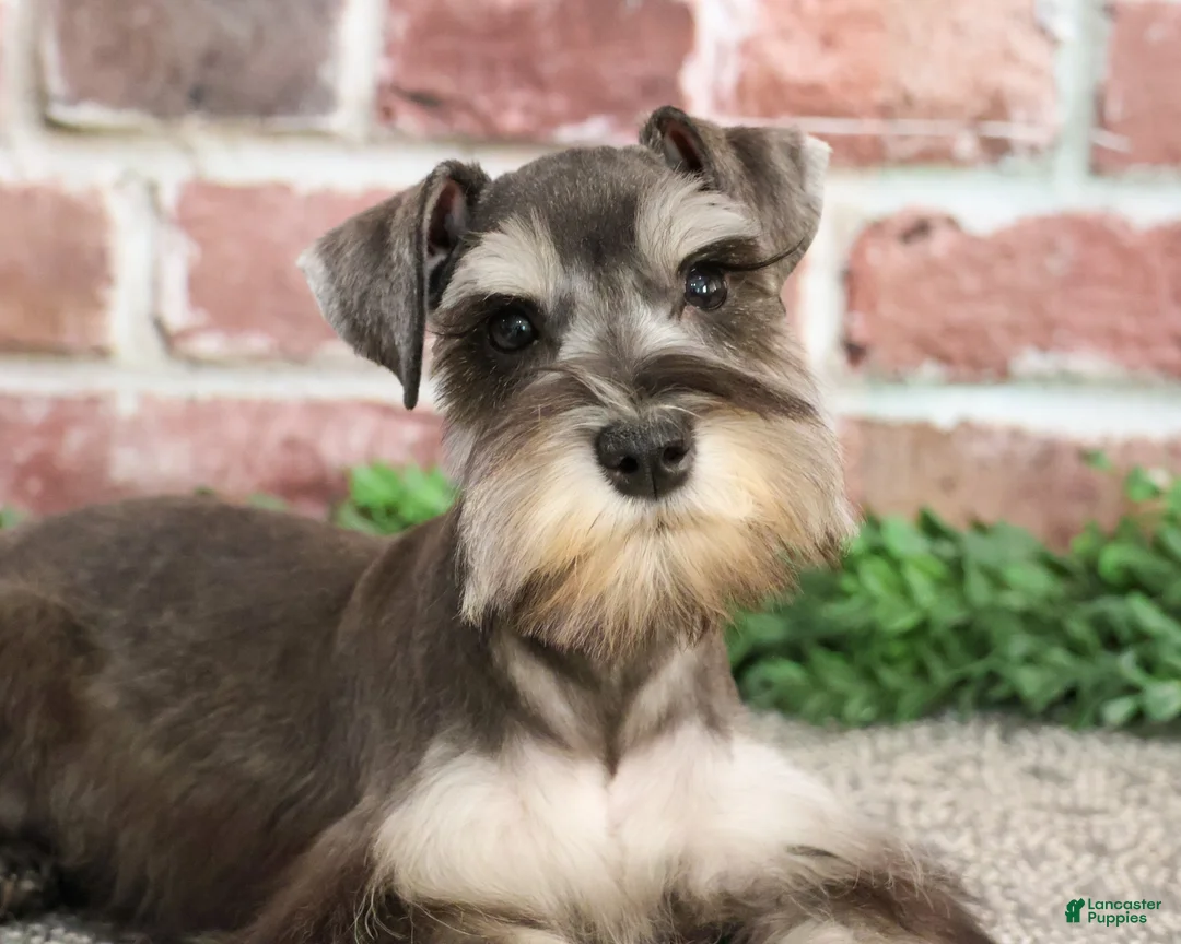 Miniature Schnauzer dogs for sale: Doris - Ad 1