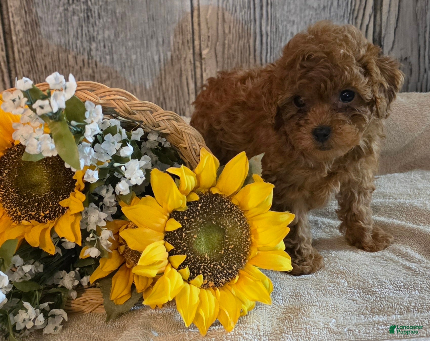 Toy Poodle dogs Ronald - Ad 2