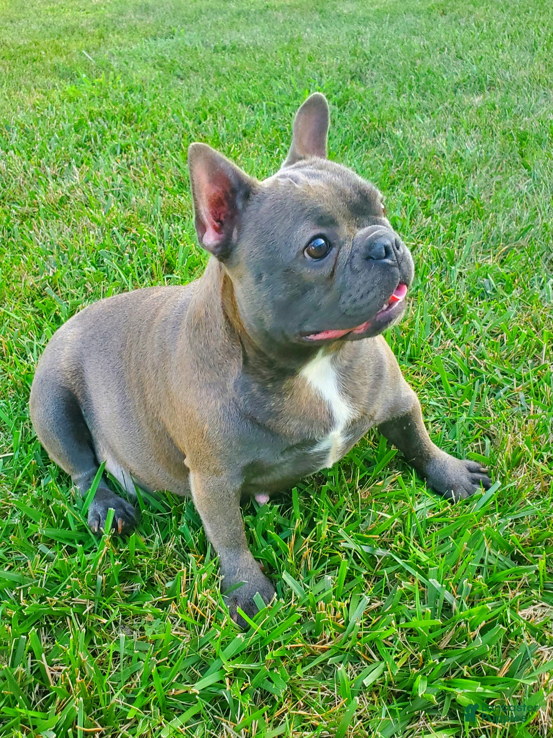 French Bulldog dogs for sale: Layla - Ad 4
