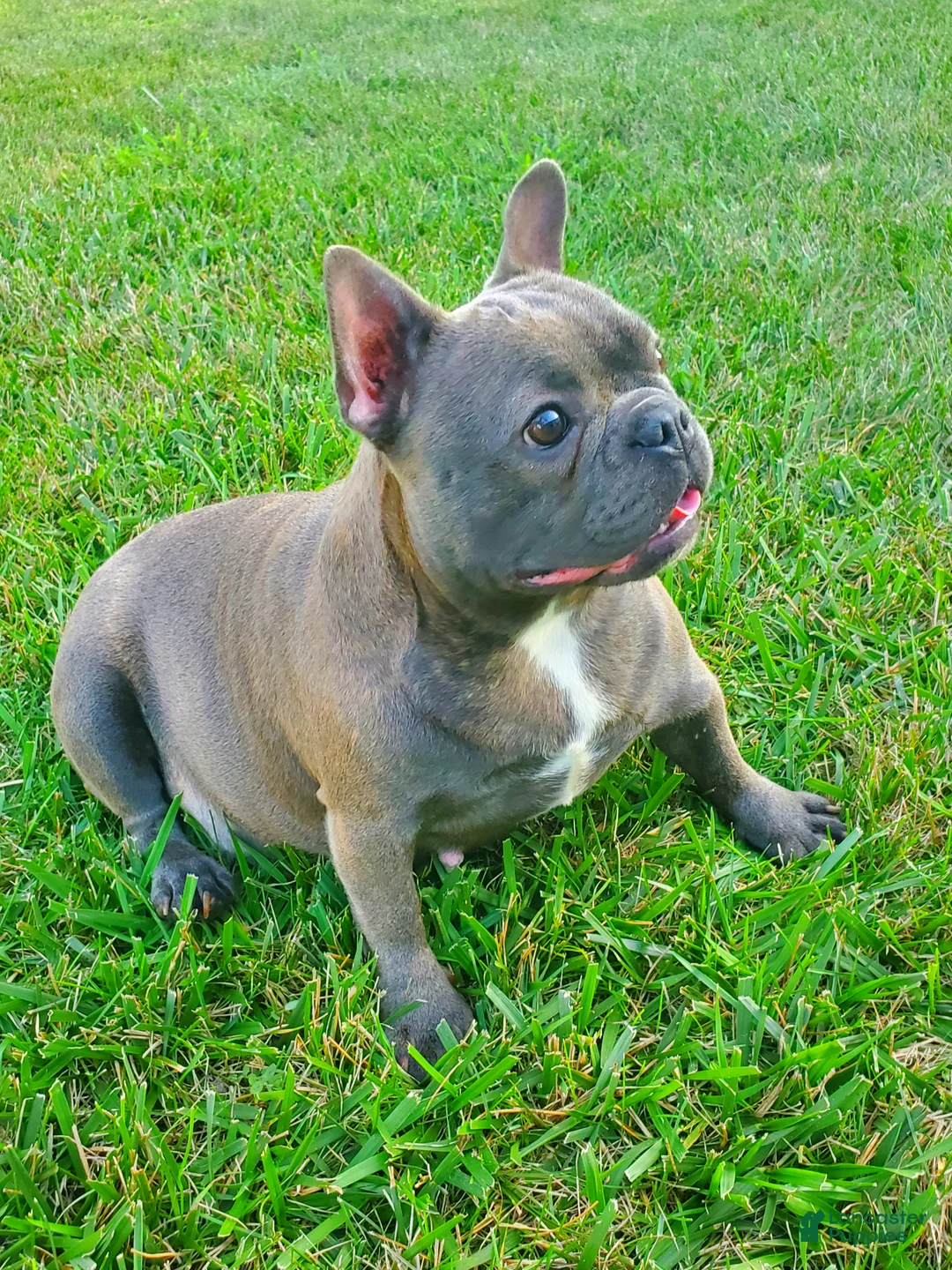 French Bulldog dogs for sale: Layla - Ad 4