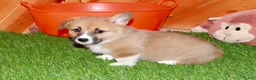 Welsh Corgi Pembroke dogs for sale: Welsh Corgi Pembroke (Chloe)8374 - Ad 4