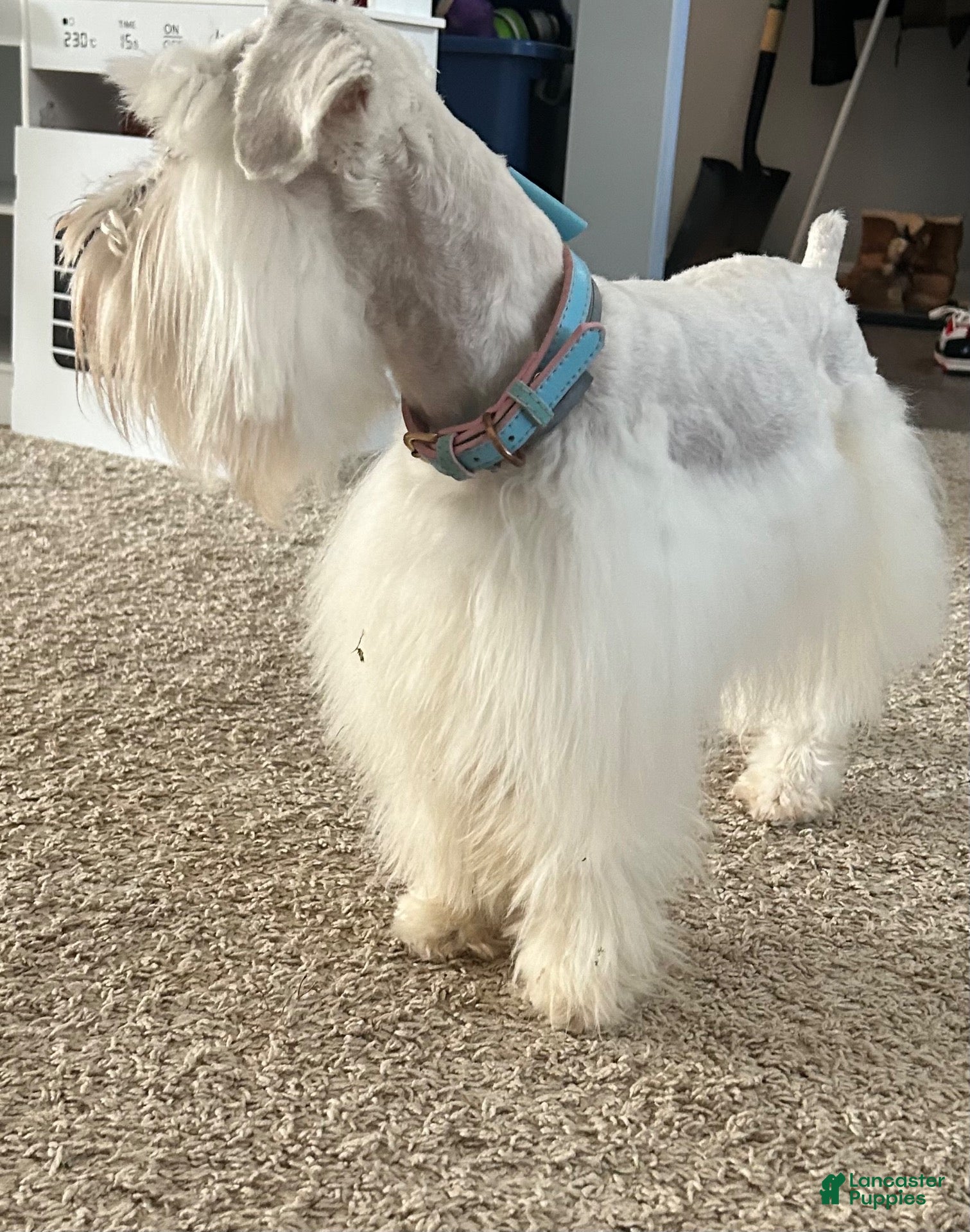 Miniature Schnauzer dogs Jack - Ad 2
