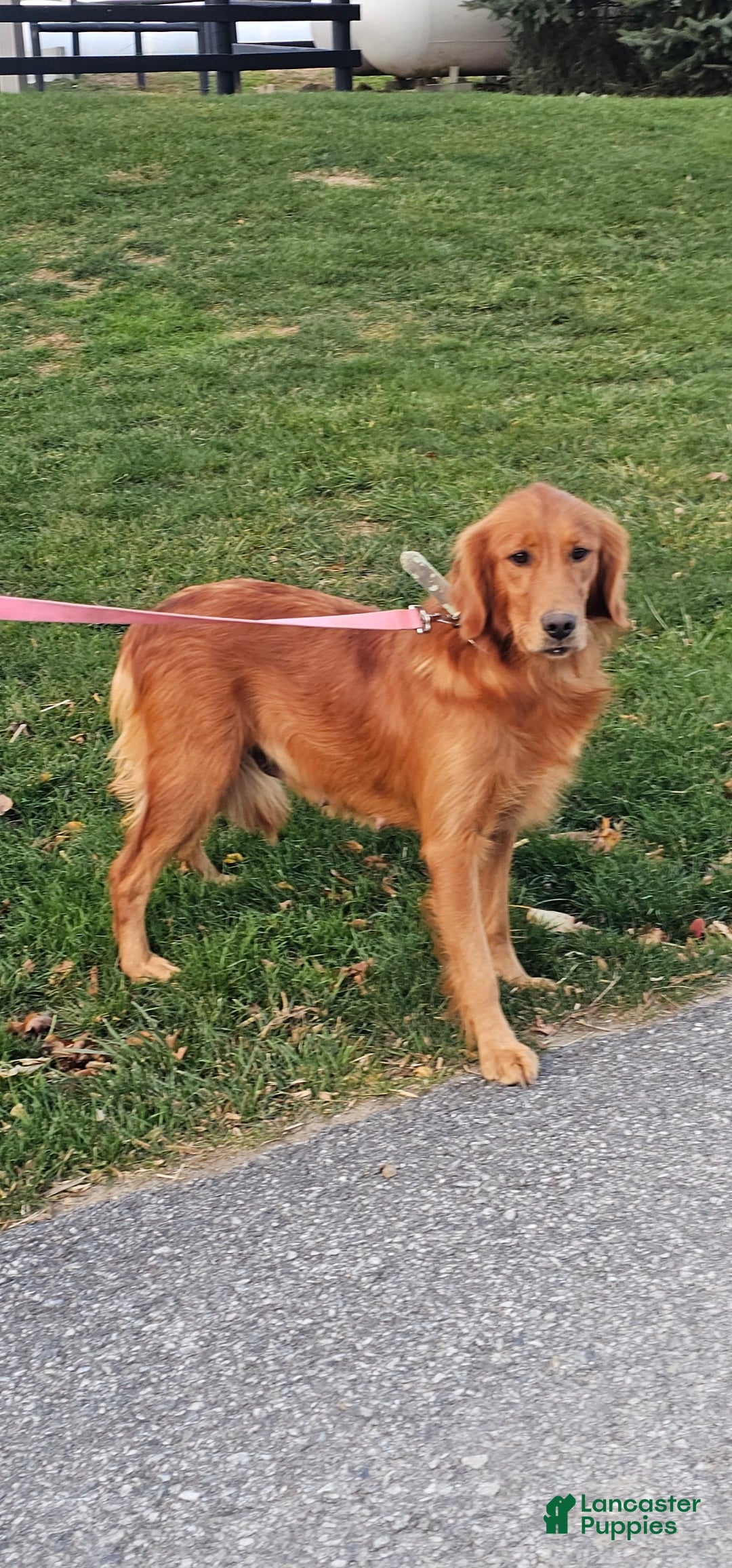 Golden Retriever dogs for sale: Kyle - Ad 2