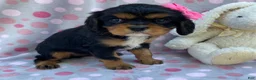 Cavalier King Charles Spaniel dogs for sale: Olivia - Ad 1
