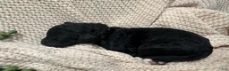 Goldendoodle dogs for sale: Onyx 🧡 - Ad 9