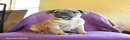 Frug dogs for sale: Trouper - Ad 5