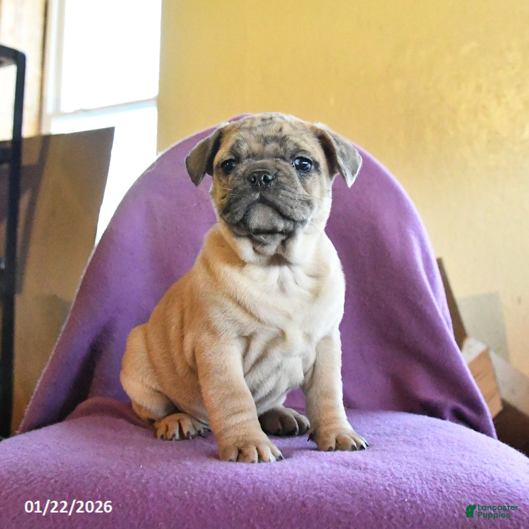 Frug dogs for sale: Trouper - Ad 5