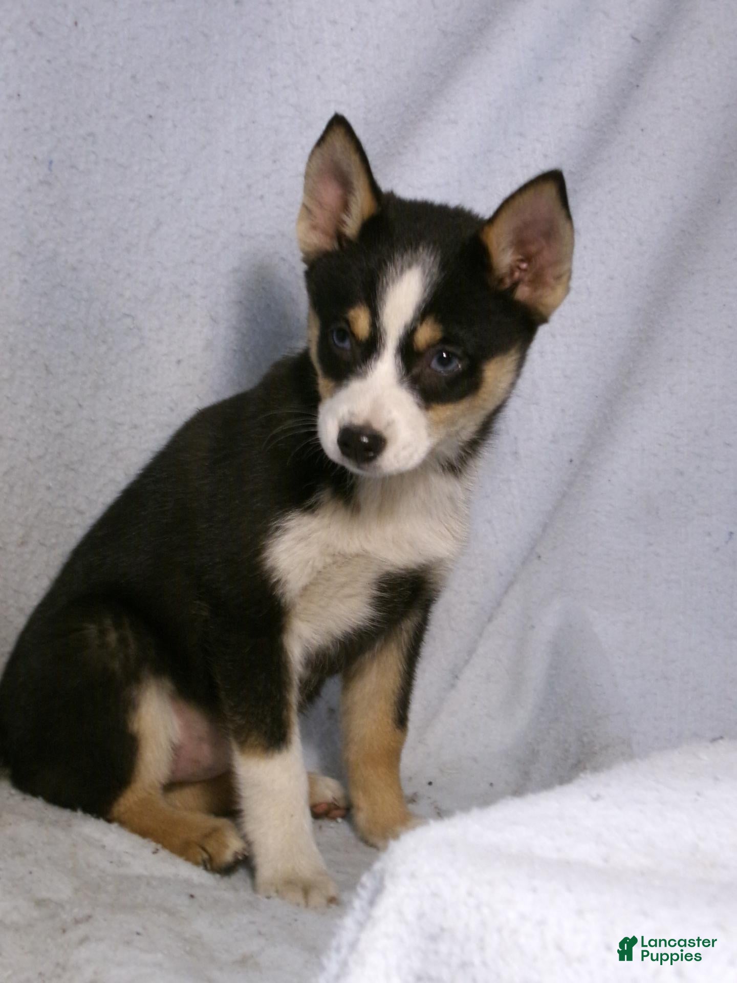 Pomsky dogs for sale: Pansy - Ad 1