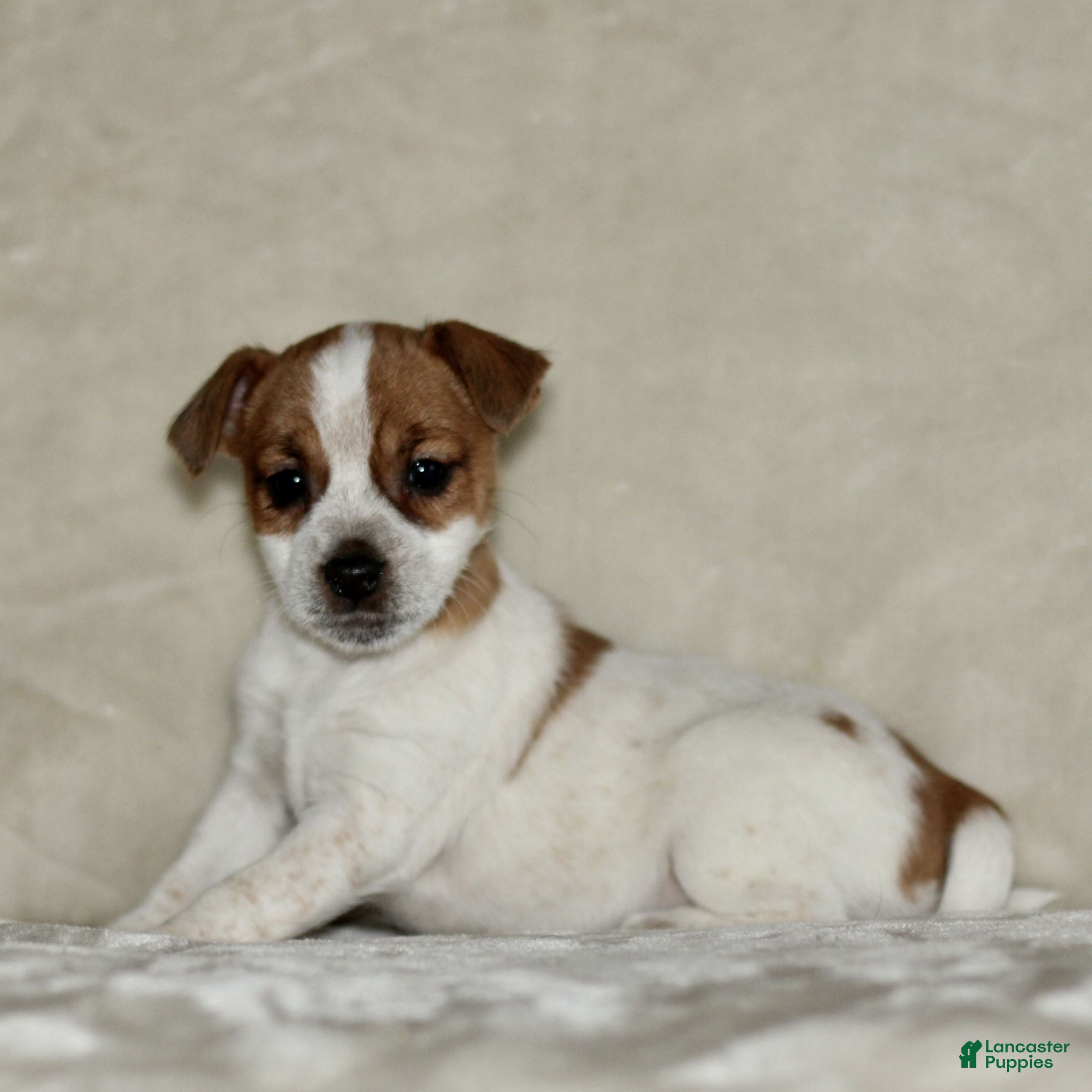 Mixed Breed dogs Lily  - Ad 31