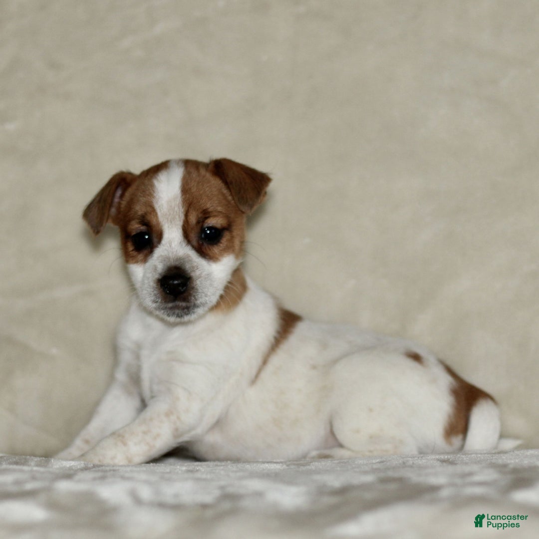 Mixed Breed dogs for sale: Lily  - Ad 1