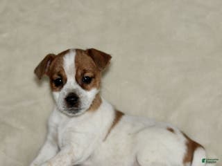 Mixed Breed dogs Lily - Ad 42