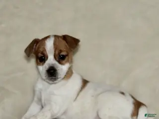 Mixed Breed dogs Lily - Ad 40