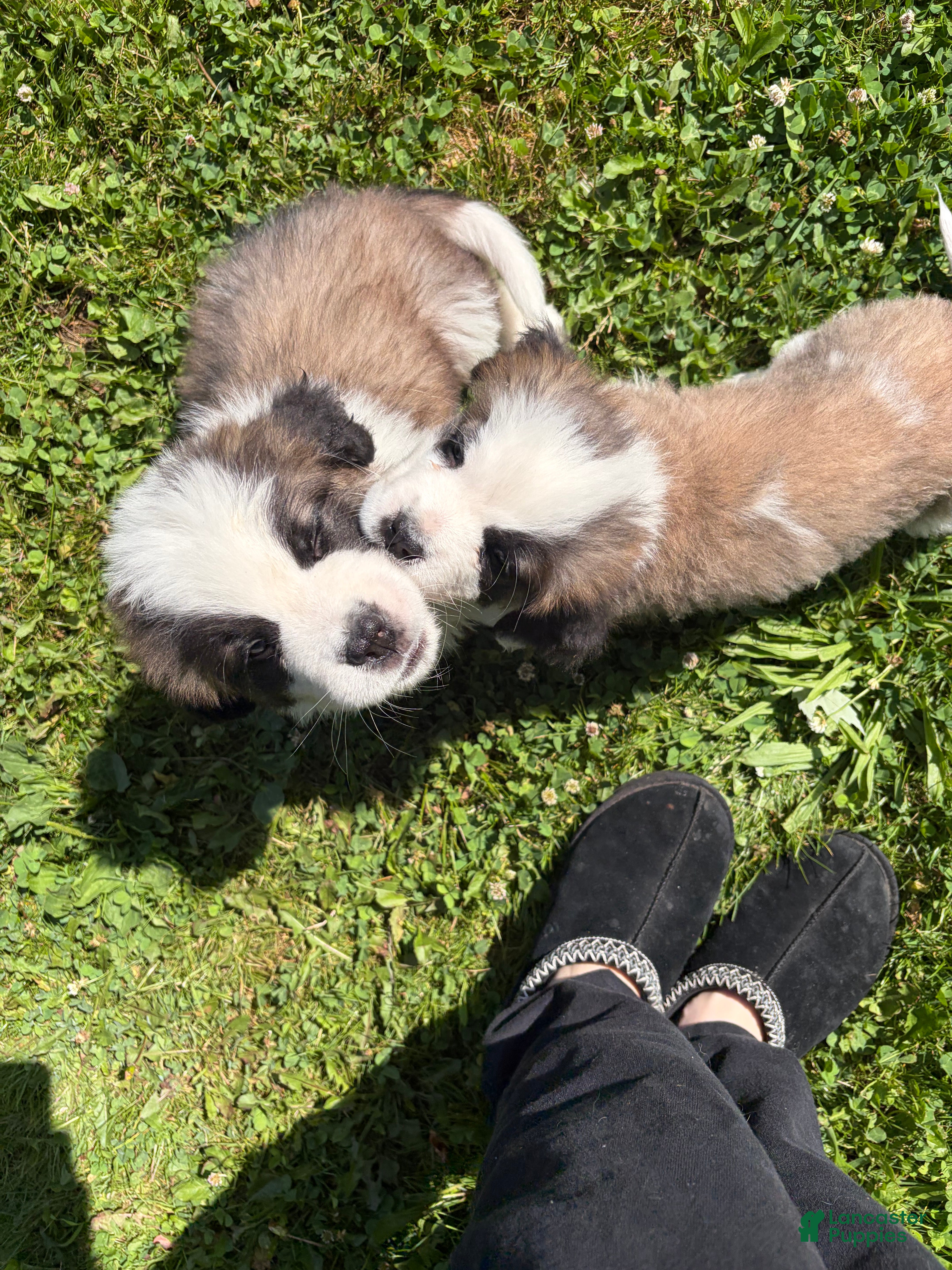 Saint Bernard dogs Saint Bernard 1 - Ad 1
