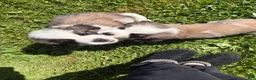Saint Bernard dogs for sale: Saint Bernard 1 - Ad 1