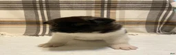 Akita dogs for sale: Mya - Ad 4