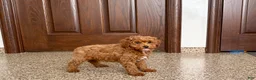 Cavapoo dogs for sale: Cavapoo F1b Male Puppy 2 - Ad 5