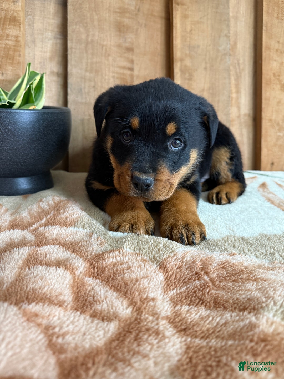 Rottweiler dogs for sale: Leo - Ad 3