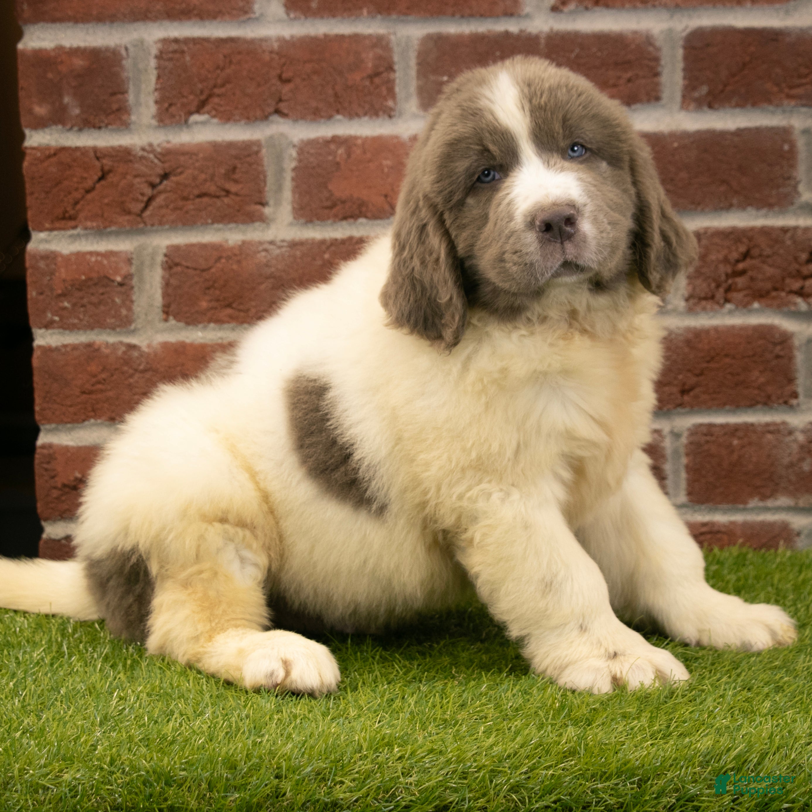Newfoundland dogs for sale: Mason - Ad 3