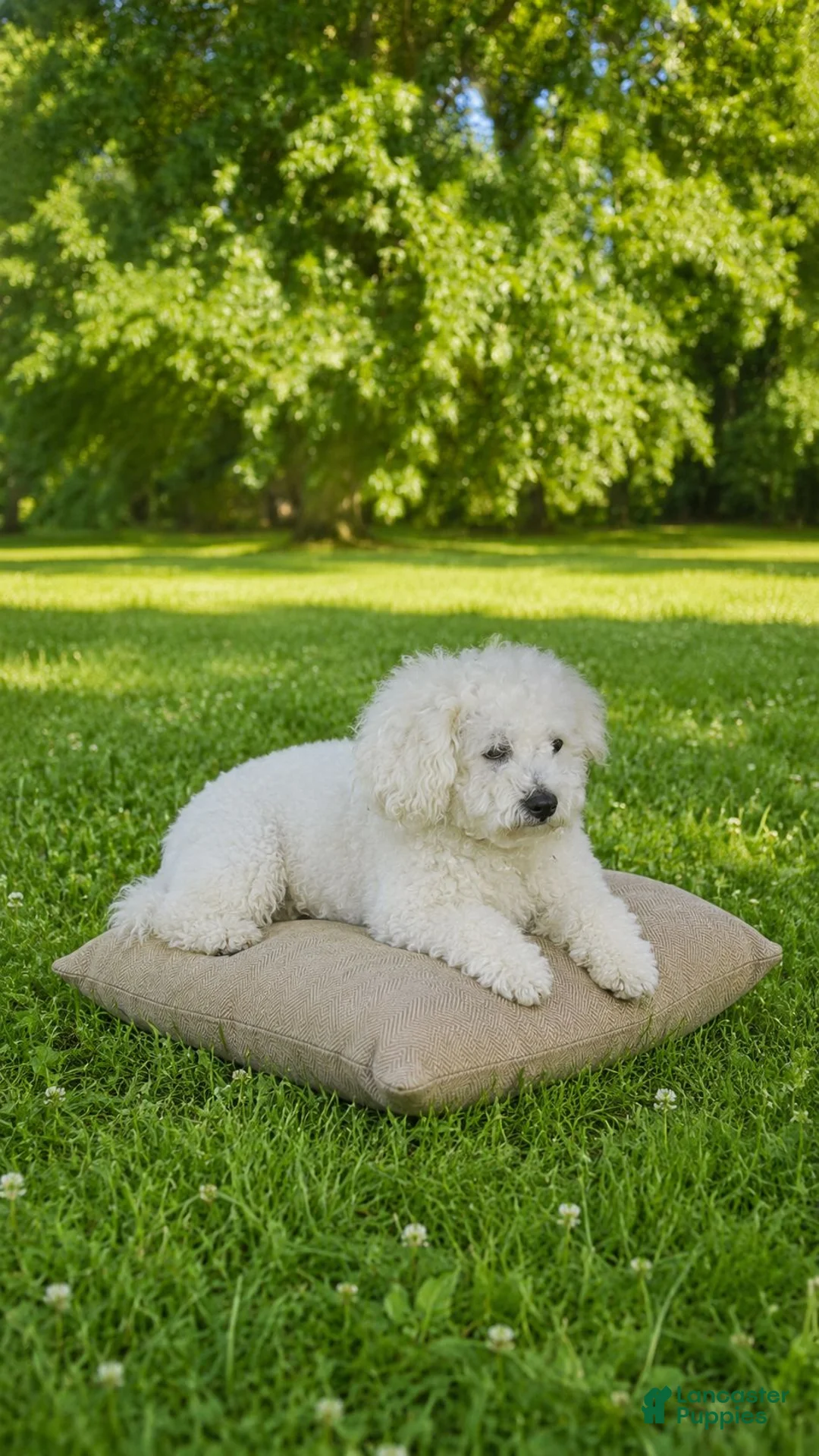 Bichpoo dogs for sale: Bichpoo 1 - Ad 1