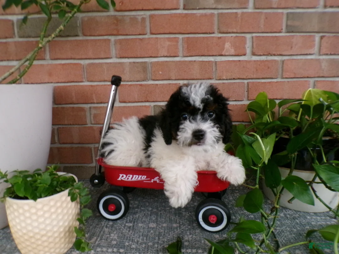 Mini Bernedoodle dogs for sale: Anson - Ad 2