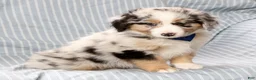 Australian Shepherd dogs for sale: River - Ad 7