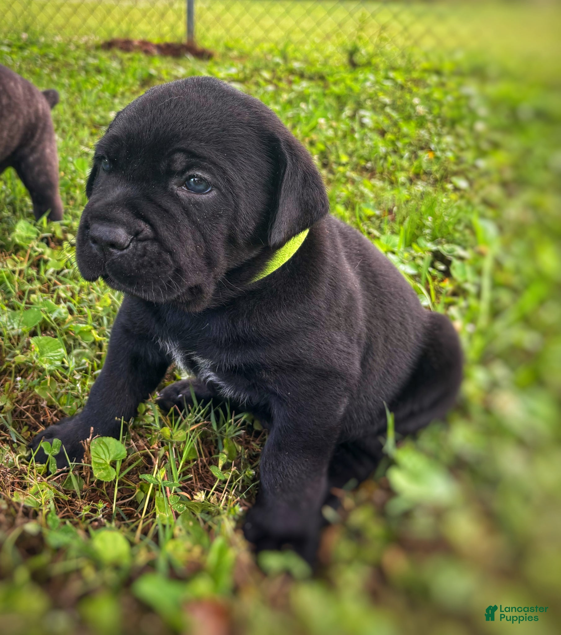 Cane Corso dogs Cane Corso Puppy 2 - Ad 38