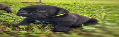 Cane Corso Puppy 2