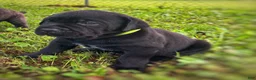 Cane Corso dogs for sale: Cane Corso Puppy 2 - Ad 1