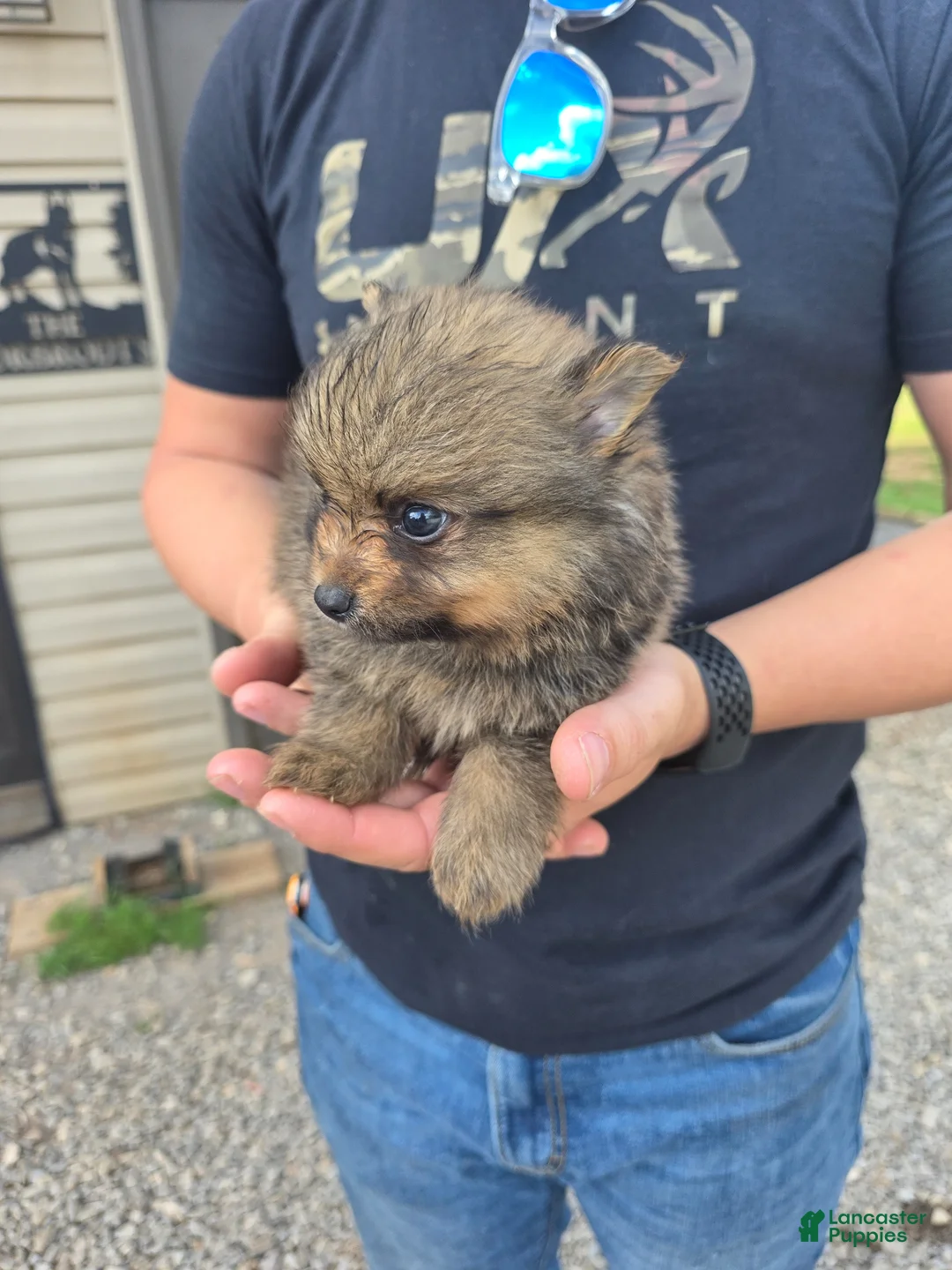 Pomeranian dogs for sale: Tank - Ad 2