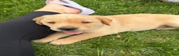 Labrador Retriever dogs for sale: Labrador Retriever Puppy 2 - Ad 5
