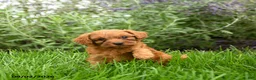 Miniature Poodle dogs for sale: Tucker - Ad 10