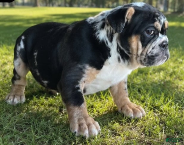 English Bulldog dogs Juice - Ad 2