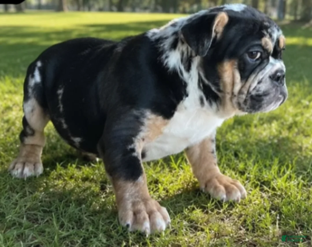 English Bulldog dogs for sale: Juice - Ad 2