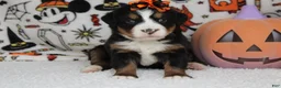 Bernese Mountain Dog dogs for sale: Lacy  - Ad 2