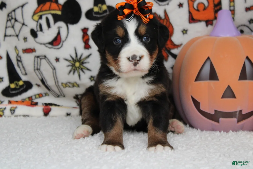 Bernese Mountain Dog dogs for sale: Lacy  - Ad 2