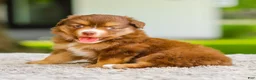 Miniature Australian Shepherd dogs for sale: Millie - Ad 5