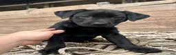 Mixed Breed dogs for sale: Roxy - Ad 3