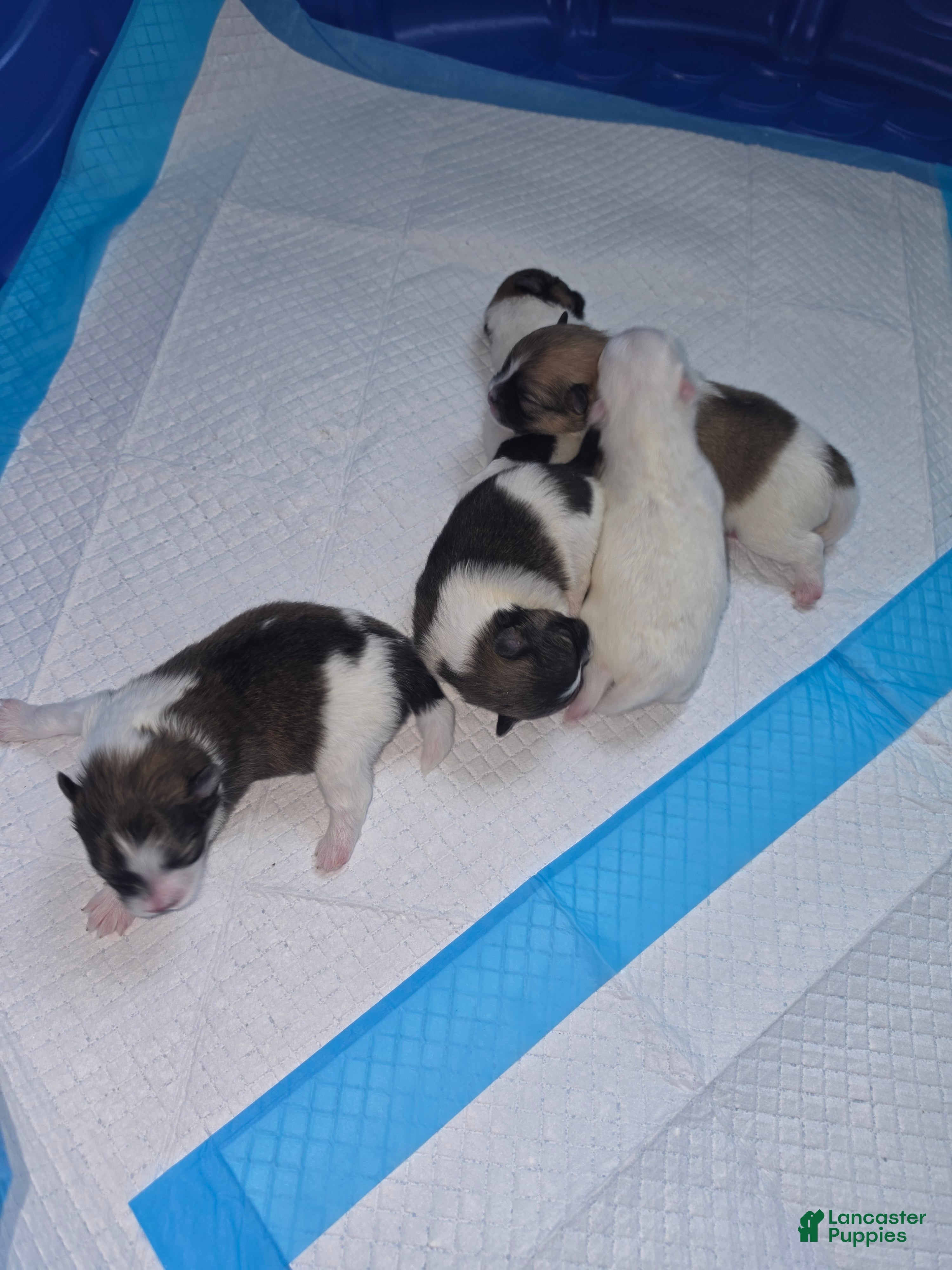 Pomeranian dogs for sale: Pomeranian 4 all white - Ad 4