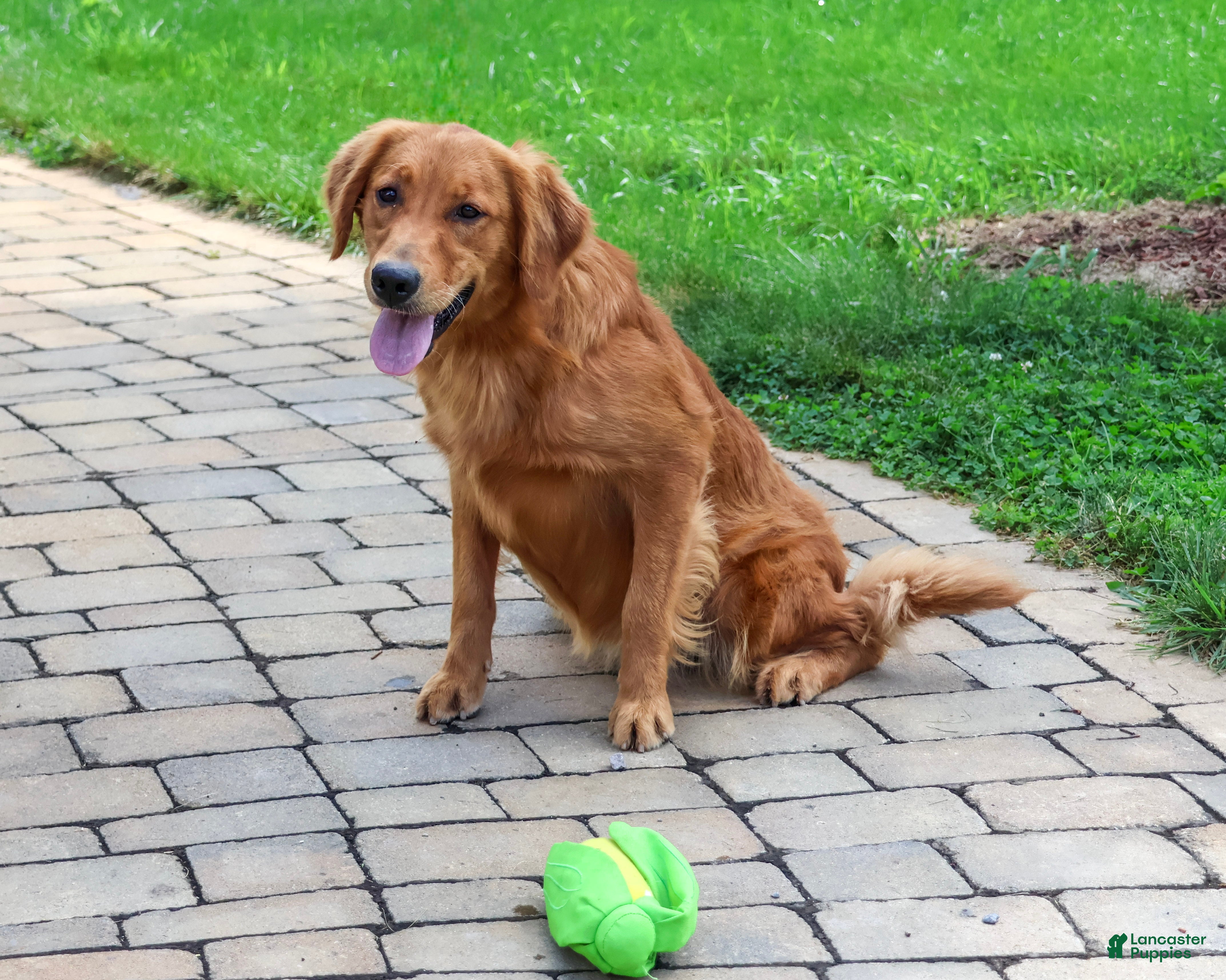 Golden Retriever dogs Breeze - Ad 2