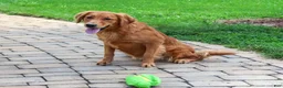Golden Retriever dogs for sale: Breeze - Ad 2