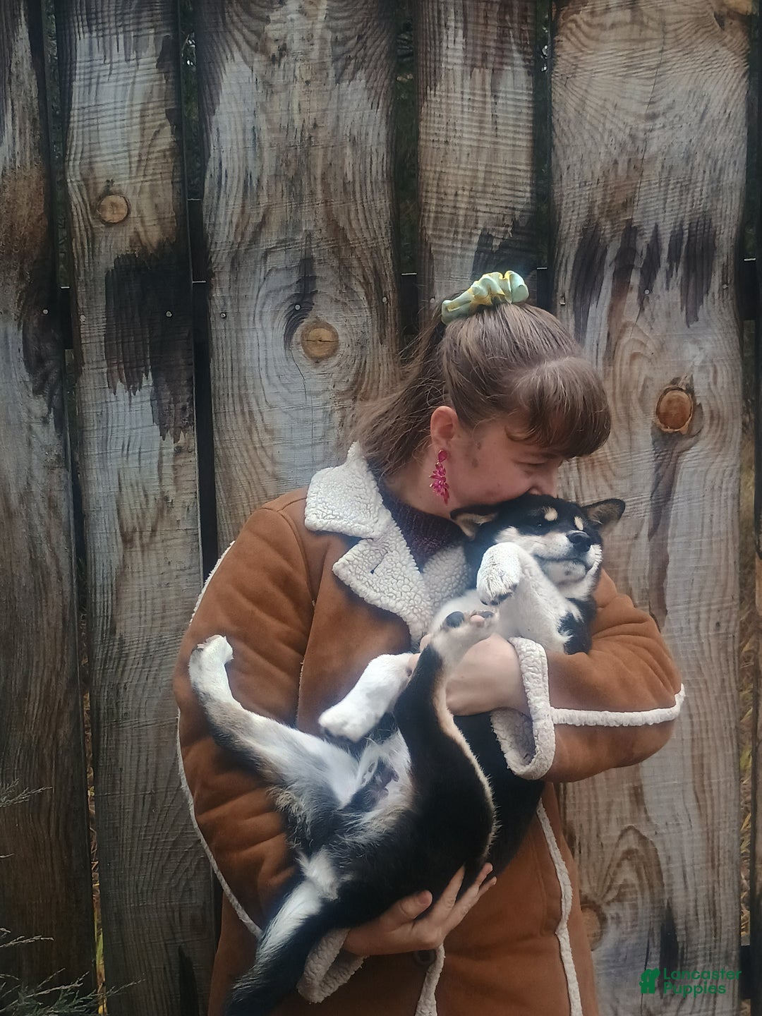 Shiba Inu dogs for sale: Joey - Ad 2