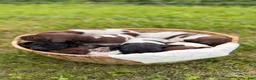 German Shorthaired Pointer dogs for sale: Fields  - Ad 6