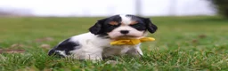 Cavalier King Charles Spaniel dogs for sale: Oliver - Ad 4