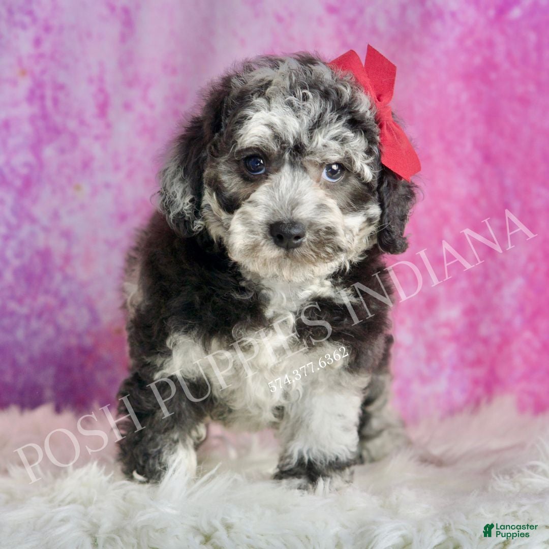 Toy Poodle dogs for sale: Princess - Ad 4
