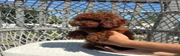 Toy Poodle dogs for sale: Toy Poodle Chinese bloodline  - Ad 4