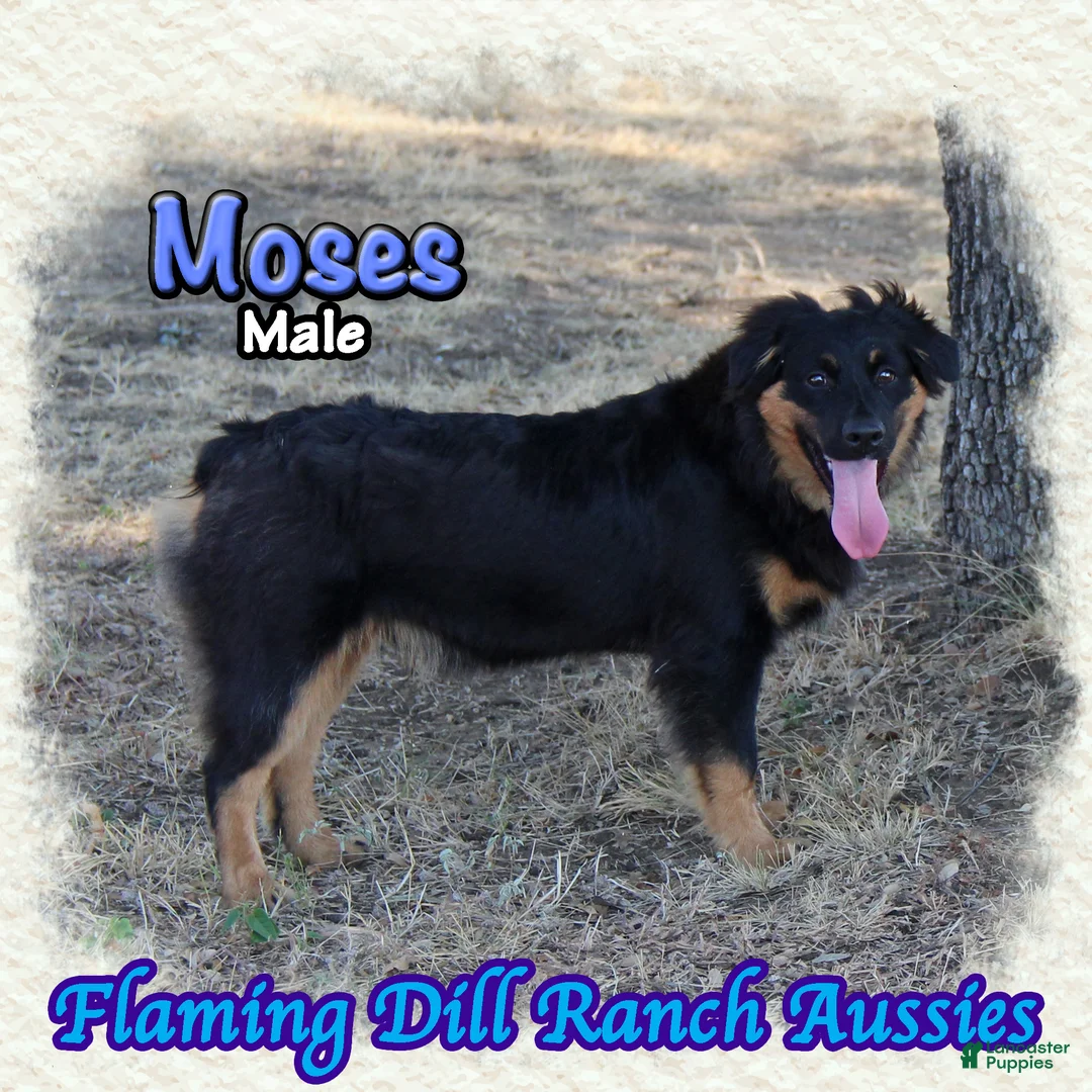 Miniature Australian Shepherd dogs for sale: Moses - Ad 2