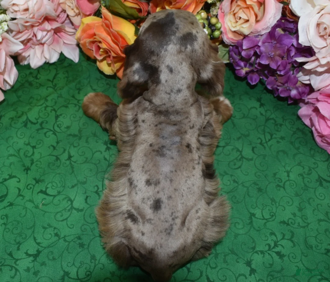 Cocker Spaniel dogs for sale: AKC Lily Chocolate Tan Merle Amerrican Cocker Spaniel Puppy - Ad 5