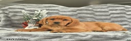 Miniature Golden Retriever dogs for sale: Blitzen  - Ad 3