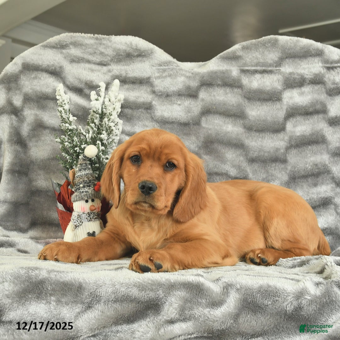 Miniature Golden Retriever dogs for sale: Blitzen  - Ad 3