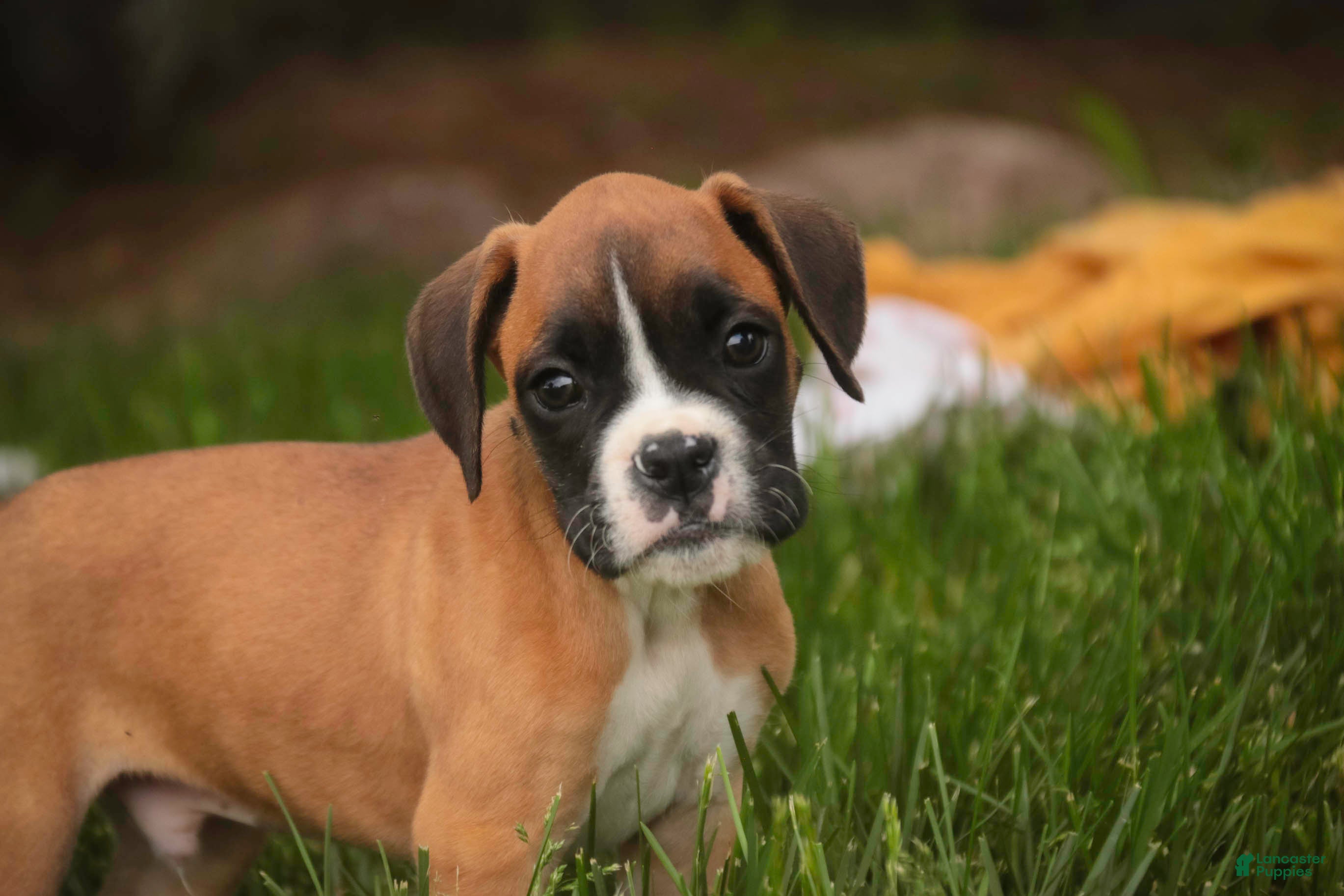 Boxer dogs Scott - Ad 2